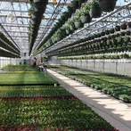 Cheaptha Teasa Gloine Ilréise