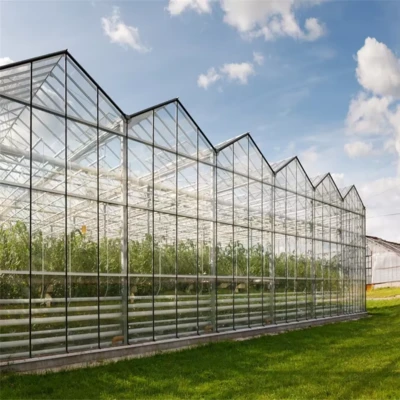 Venlo Glass Greenhouse For Agriculture