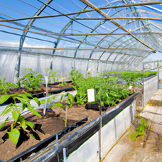 Ideal For Various Crops Ideal For Various Crops